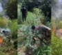policia-militar-encontra-plant